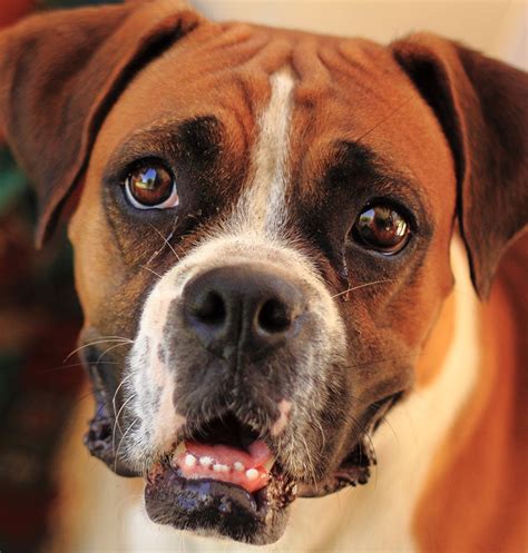  Befriending other pets is possible if the Boxer dog is properly socialised at a young age