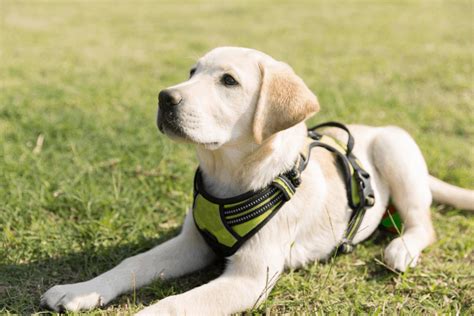  Begin Their Training Early As labradors generally have a lovely temperament, most dog owners stop their training just after housebreaking