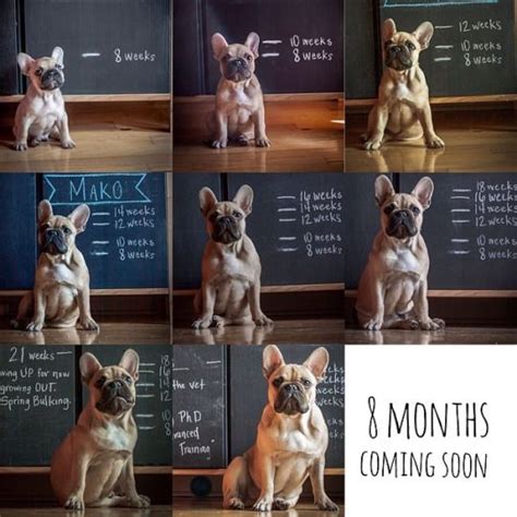  Begin grooming your Frenchie at a young age and teach your puppy to stand on a table or floor to make this experience easier on both of you