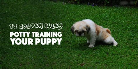  Begin to potty train your puppy at weeks in order to train your puppy more quickly