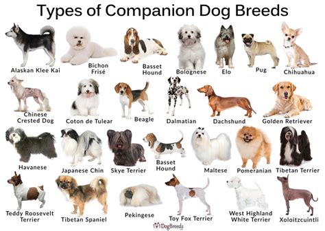  Begin your search today for your new puppy companion! Research Dog Breeds If you