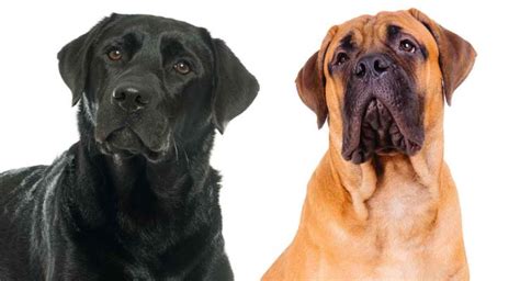  Behavior: A Mastiff Lab mix generally inherits the best of both