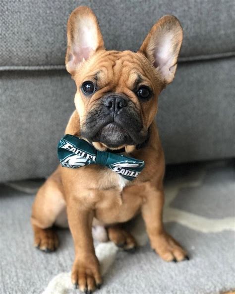  Behavior French Bulldogs are smart, simple, affectionate, and playful pups