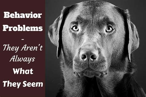  Behavior Problems: Labrador vs