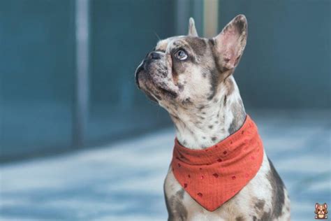  Behavior and Training — walking your French Bulldog helps establish boundaries so that you can train them to be more obedient and follow your lead