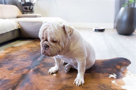  Behaviour Due to the changes in their environment, your Bulldog will be under a significant amount of stress
