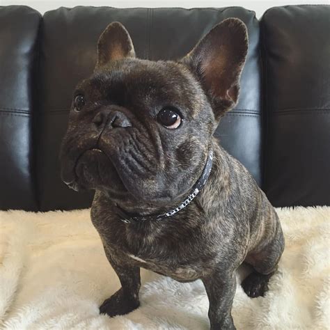 Being Frenchie breeders, we see some French bulldogs that look more like Boston Terriers, long legged, skinny bone structure, projected snouts, little to no wrinkles etc