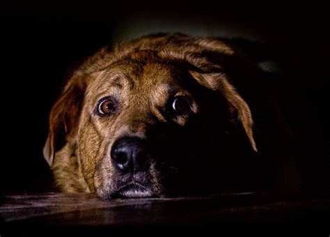  Being frightened: Older or salvage canines can have negative undertones associated with the box