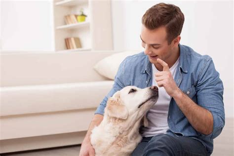  Being the most effective, pet owners choose to give their beloved friends CBD drops directly