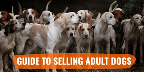 Believe me - there are some real unsavory characters out there breeding dogs, selling puppies and offering stud service