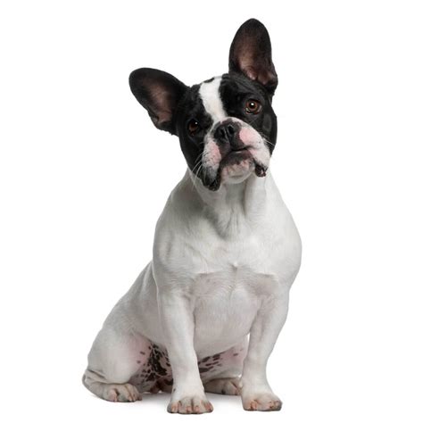  Below are breed clubs, organizations, and associations where you can find additional information about the French Bulldog