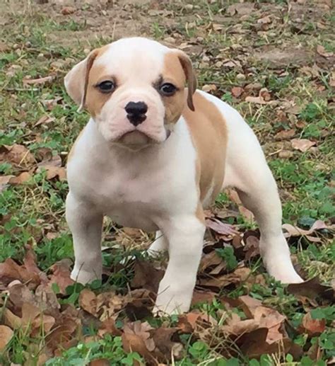  Below are our newest added American Bulldogs available for adoption in California