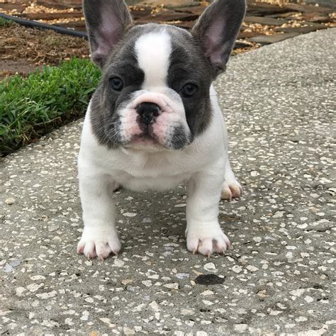  Below are our newest added French Bulldogs available for adoption in Ohio