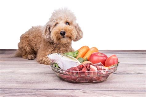 Below are some of the frequently asked questions by Poodle lovers! What is the recommended amount of food for a Poodle? It depends on how active your Poodle is