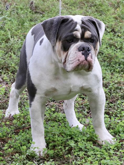  Below is a sample search of our English Bulldog breeders with puppies for sale