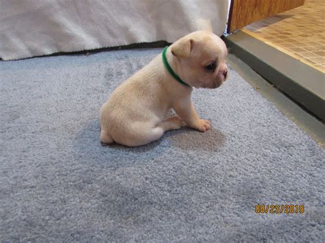  Bentonville Pets — Find Frenchton puppies for sale from a