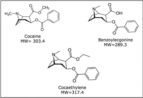  Benzoylecgonine, a cocaine metabolite, is stored in fatty tissue
