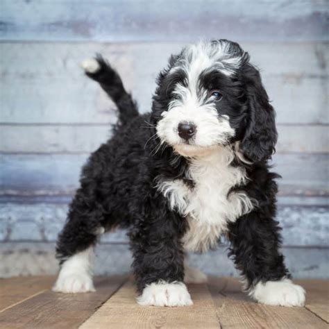  Bernedoodle Characteristics Why would breeders want to combine these two dogs? They wanted the positive characteristics of the Bernese Mountain Dog without the heavy shedding, short lifespan, and propensity for cancer