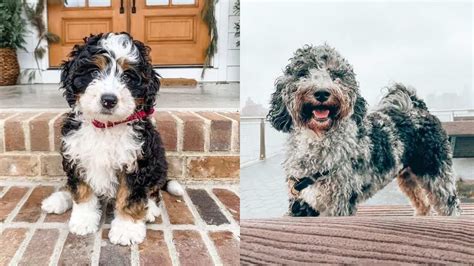  Bernedoodle Coat Types Bernedoodle coats can vary in thickness, consistency, and color