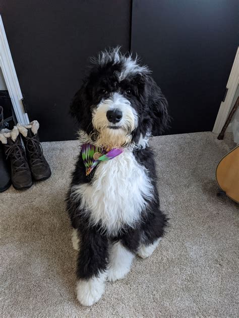  Bernedoodle Pupdates! We have received some precious photos of the growing pups from their new owners
