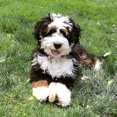  Bernedoodle Puppy Temperament When it comes to Bernedoodles vs Goldendoodles , the mini Bernedoodle is a relatively new dog breed