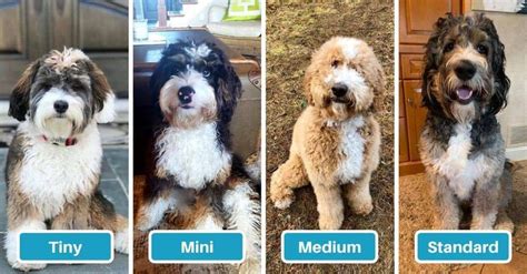  Bernedoodle Size Options Bernedoodle dogs come in four different sizes: micro, mini, medium and standard
