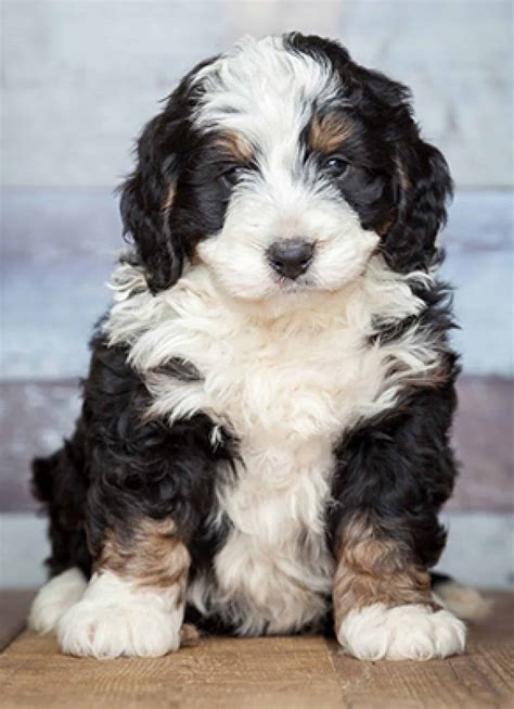  Bernedoodle Temperament and Behavior If you are looking for a smart and loyal dog that will be your companion for life, look no further than the Bernedoodle