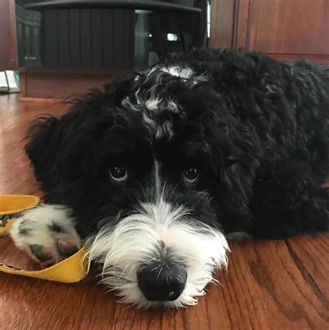  Bernedoodle Treats — Yes, No, or Sometimes? Treats are often used to train young Bernedoodles
