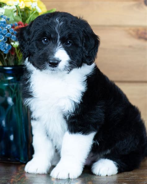  Bernedoodle and Sheepadoodle Puppies in Tennessee by Ocoee …