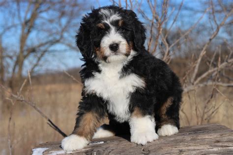  Bernedoodle puppies for sale New York are a mix or designer breed created by crossing Poodles with Bernese Mountain Dogs