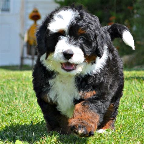  Bernedoodle puppies sold by brokers come at a premium price