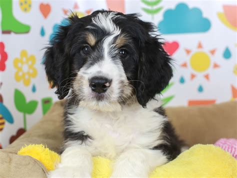  Bernedoodle puppy for sale in Southern California