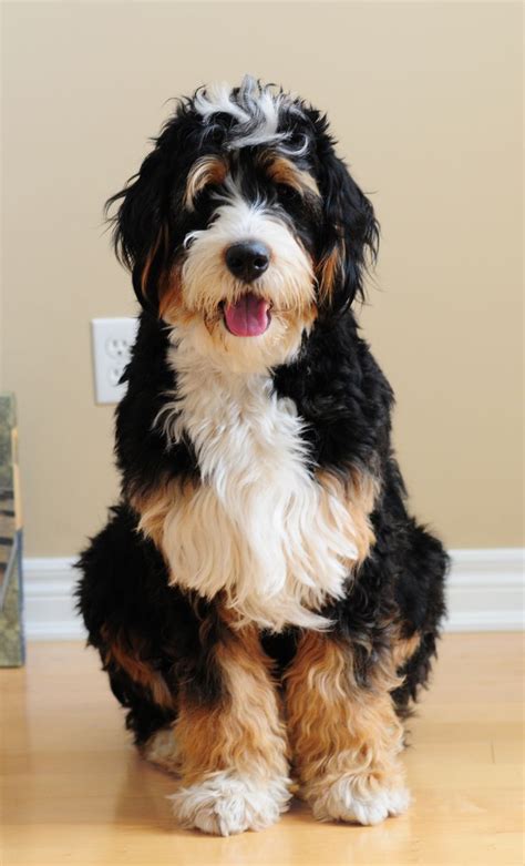  Bernedoodles, like Bernese Mountain Dogs, can be a little wary around strangers, so early socialization is important