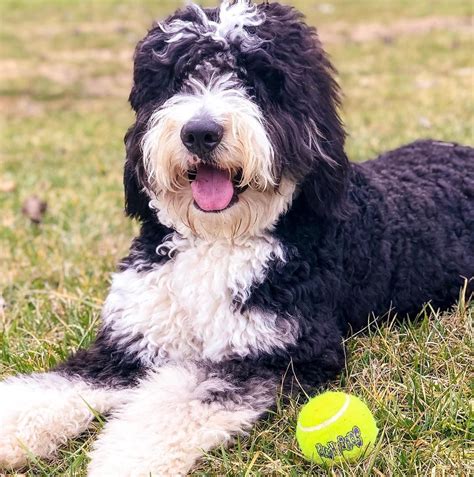  Bernedoodles are a very mellow, friendly, and loyal breed