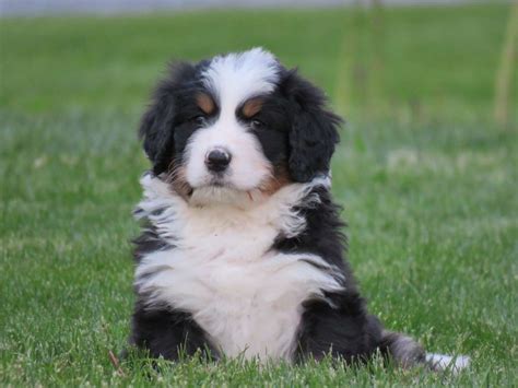  Bernedoodles are also incredibly friendly dogs and great around children, which makes them a fantastic family dog breed! Why Central Illinois Doodles? Our Bernedoodle pups are also raised according to the highest ethical standards and undergo early socialization, ensuring they grow healthy, well-mannered, and incredibly friendly