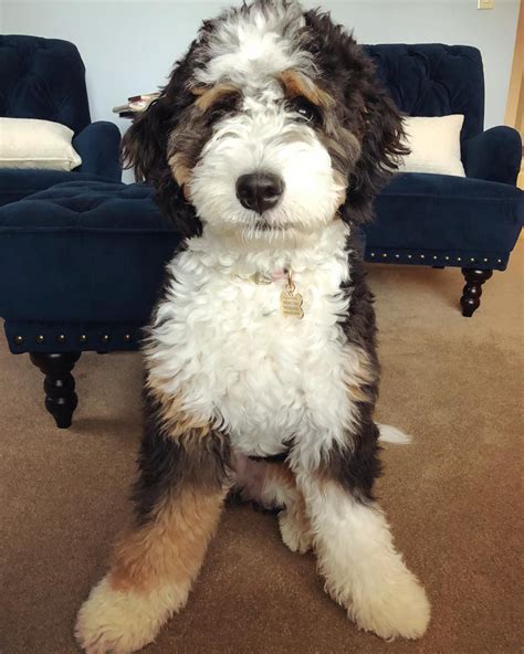  Bernedoodles are bred to be human companions, they are loyal, adventurous and will push to try new things! How does Uptown Puppies work? If you are ready to find the perfect Bernedoodle puppy you can start by browsing our wide selection of adorable Bernedoodles for sale in Phoenix bred by highly rated puppy businesses to find the one that is right for you