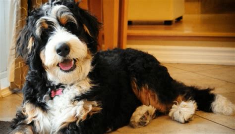  Bernedoodles are known for their love of food! It is easy to over-feed your puppy