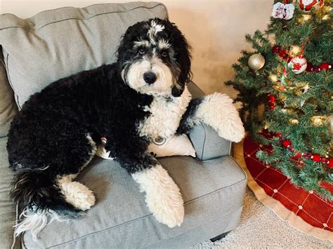  Bernedoodles can have high energy levels and crave attention and at least moderate exercise