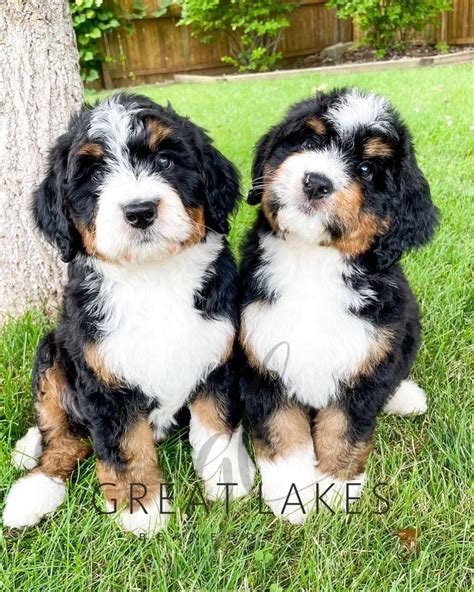  Bernedoodles enjoy learning new things and are generally happy, easy-going, and eager to please their owners