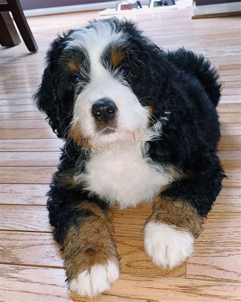  Bernedoodles love spending time with their favorite people in the family and also love to interact with other dogs