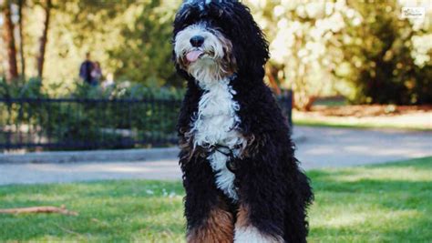  Bernedoodles make amazing family companions, or even excellent service or therapy dogs