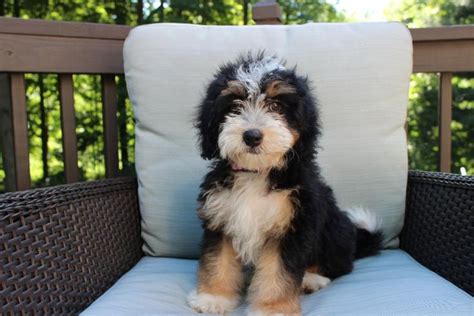  Bernedoodles raised with love in charming Charleston, South Carolina