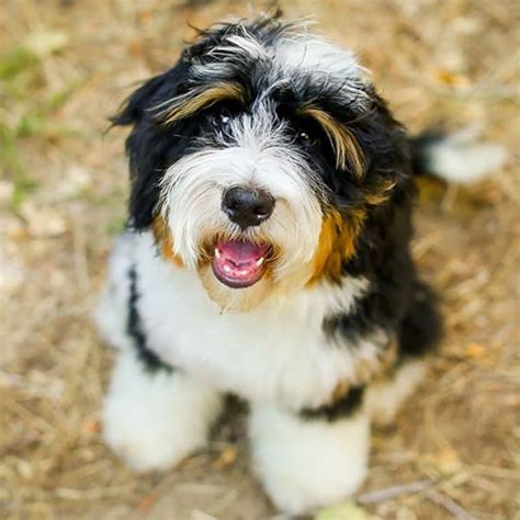  Bernedoodles tend to be very trainable and fare really well with other people and pets with socialization