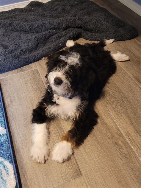  Bernedoodles tend to eat what they are given