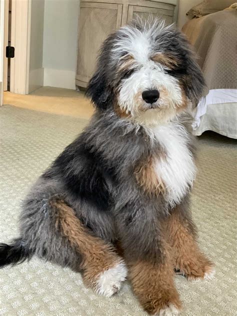  Bernedoodles tend to have a longer coat that ranges from curly to wavy