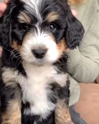  Bernese Meets Poodle…Magic Ensues If a breeder does their due diligence in selecting the right parents, crossing purebred dogs of different breeds results in puppies that are healthier than either of their parents