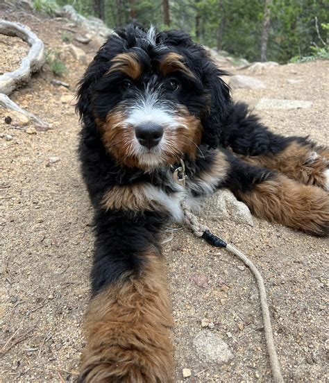  Bernese Mountain Dog Poodle Mix Health Problems While the Bernese Mountain Dog Poodle is considered to be a healthy breed, the parent breeds do have a high number of health problems that can affect the puppies