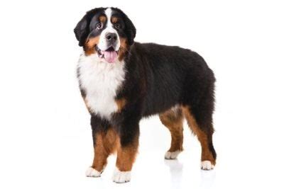  Bernese Mountain Dog Size According to the American Kennel Club, a female Bernese mountain dog usually stands 23 to 26 inches high and weighs an average of 70 to 95 pounds , while a male Bernese mountain dog averages 25 to 