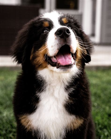  Bernese Mountain Dogs are very good with children and other animals