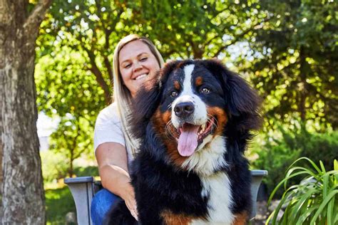  Bernese Mountain Dogs love people and thrive on human companionship